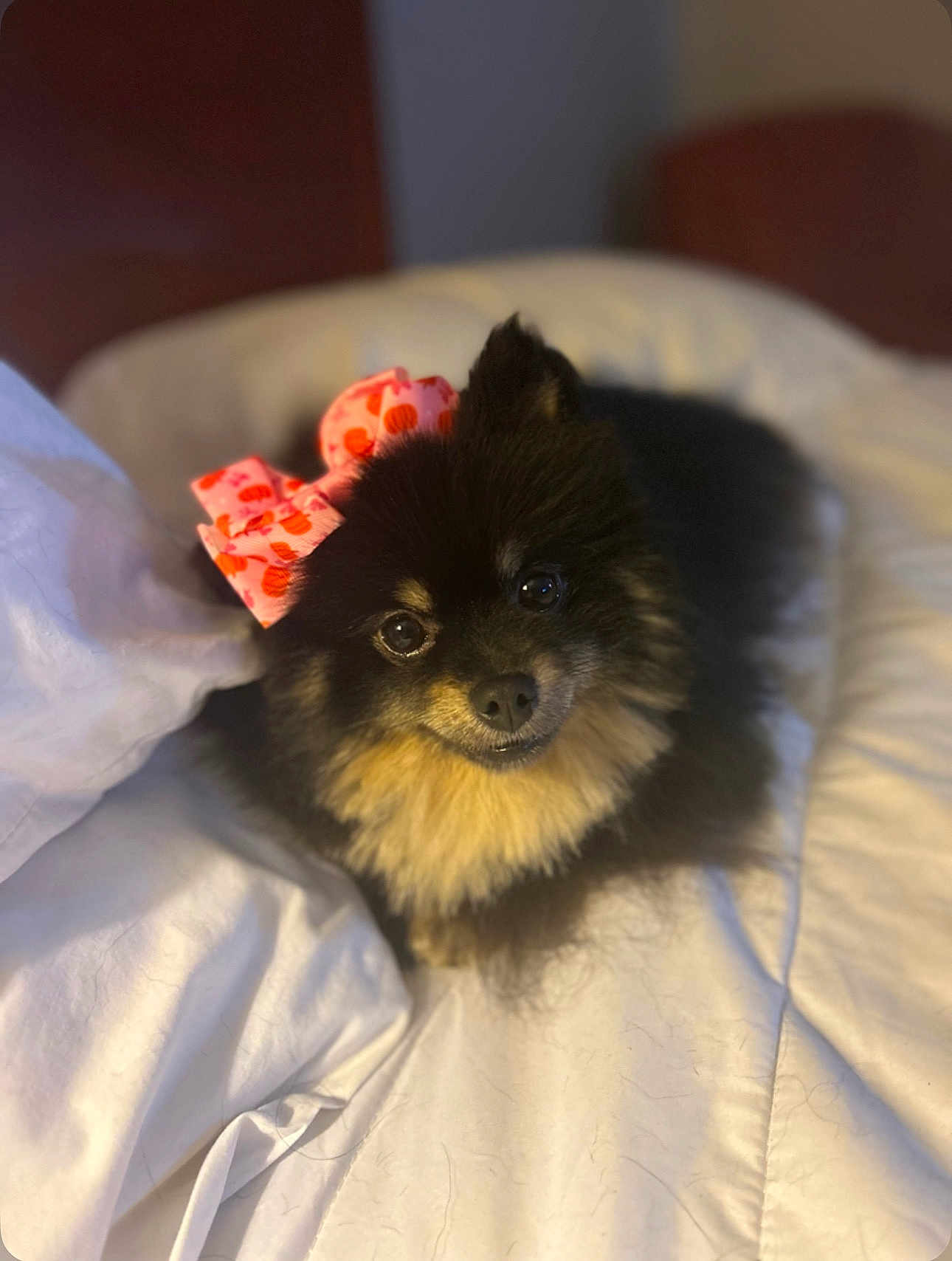 Cookie
