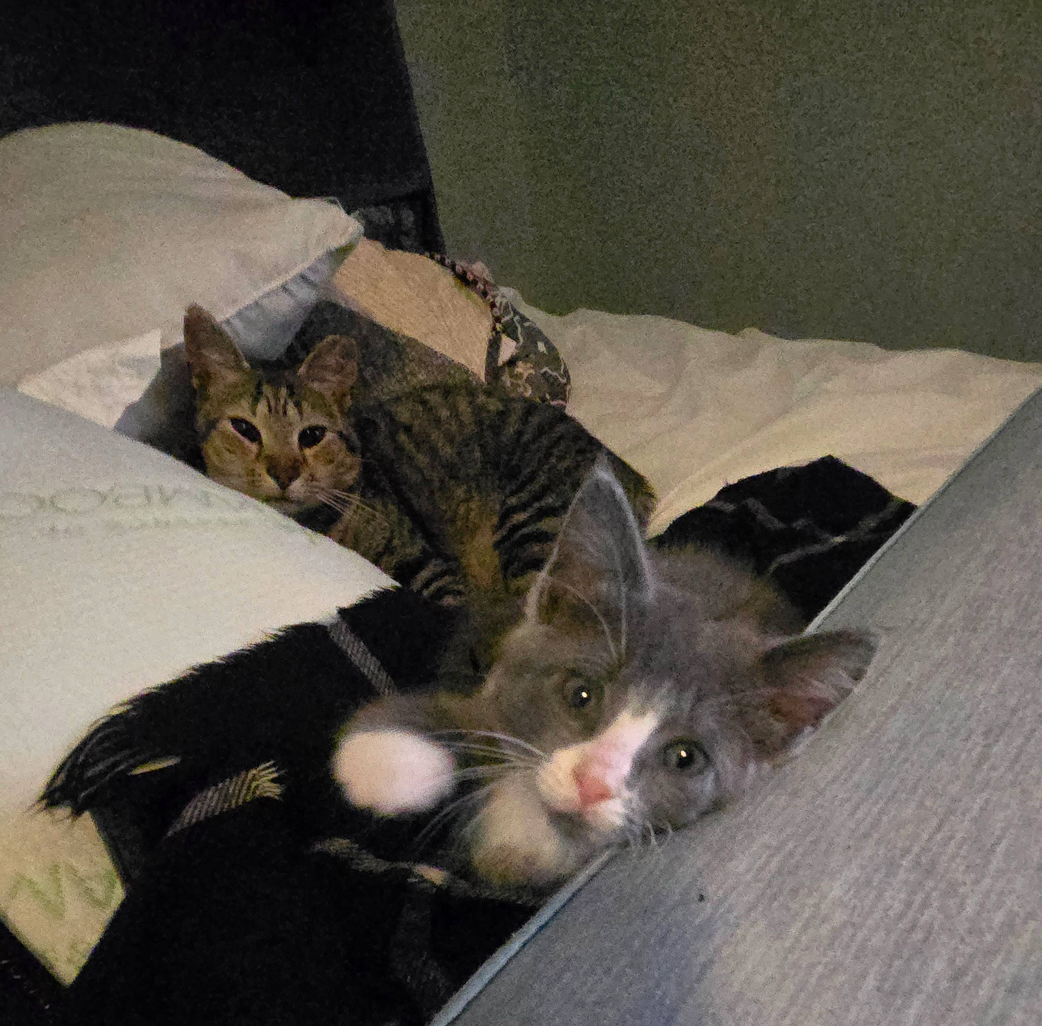 Little Ma'Am is registered to the contest to win money with this photo: bed, carnivore, cat, claw, comfort, domestic_short_haired_cat, felidae, fur, grey, hardwood, linens, paw, small_to_medium_sized_cats, tail, whiskers