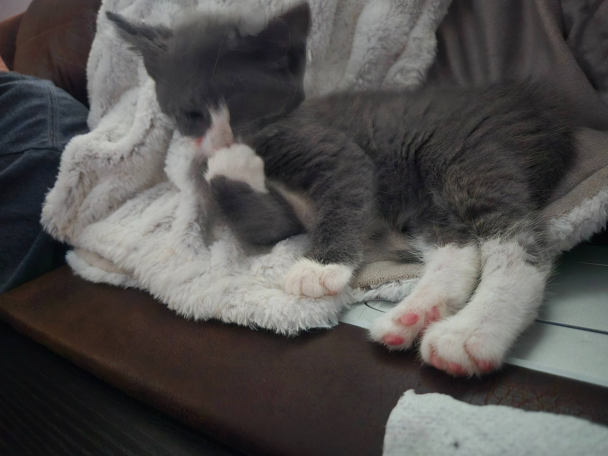 Little Ma'Am is registered to the contest to win money with this photo: carnivore, cat, cat_bed, cat_supply, claw, comfort, domestic_short_haired_cat, felidae, fur, grey, nap, paw, sitting, sleep, small_to_medium_sized_cats, snout, tail, whiskers