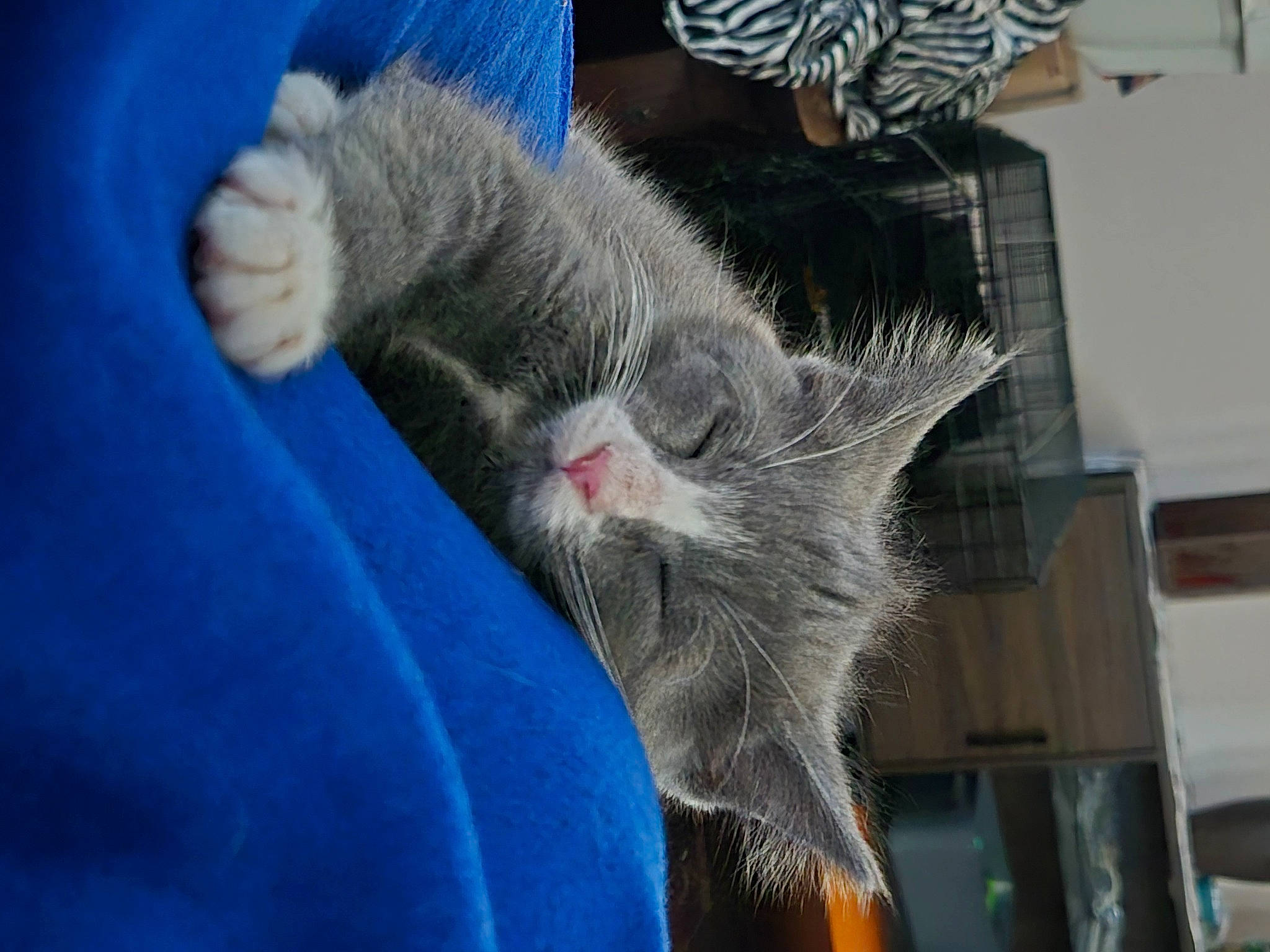 Little Ma'Am is registered to the contest to win money with this photo: blue, carnivore, cat, claw, domestic_short_haired_cat, electric_blue, felidae, fur, gesture, grey, paw, russian_blue, small_to_medium_sized_cats, tail, whiskers