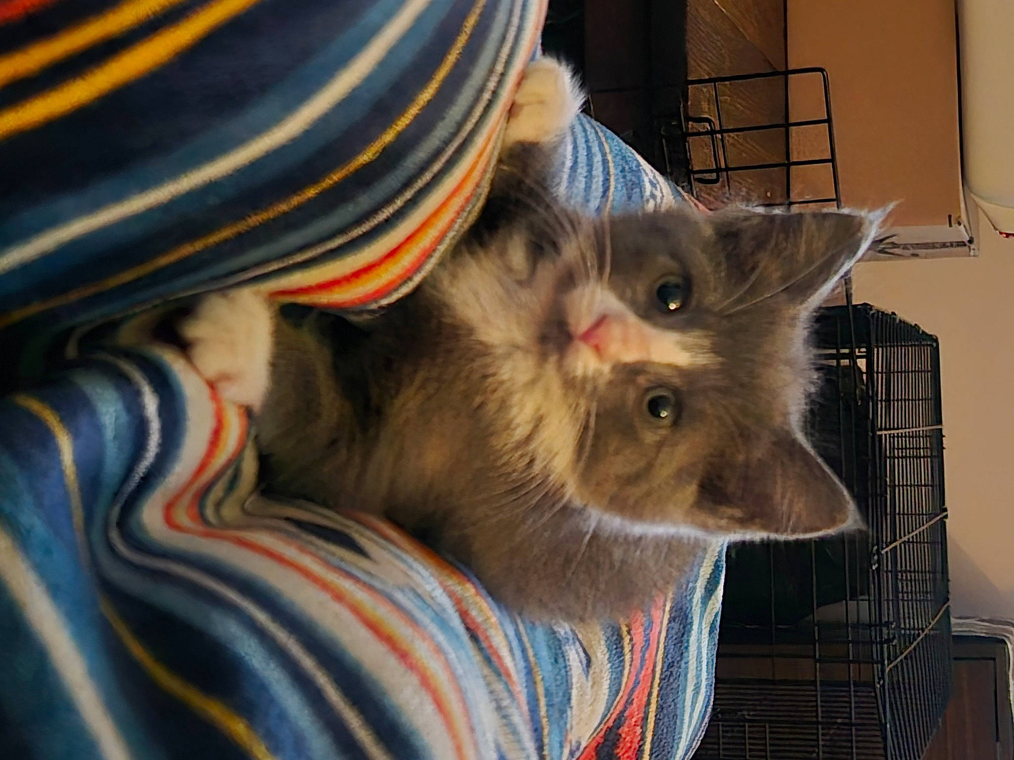 Little Ma'Am is registered to the contest to win money with this photo: animal_shelter, box, carnivore, cat, cat_supply, claw, comfort, domestic_short_haired_cat, fawn, felidae, fur, paw, pet_supply, small_to_medium_sized_cats, snout, tail, whiskers, window