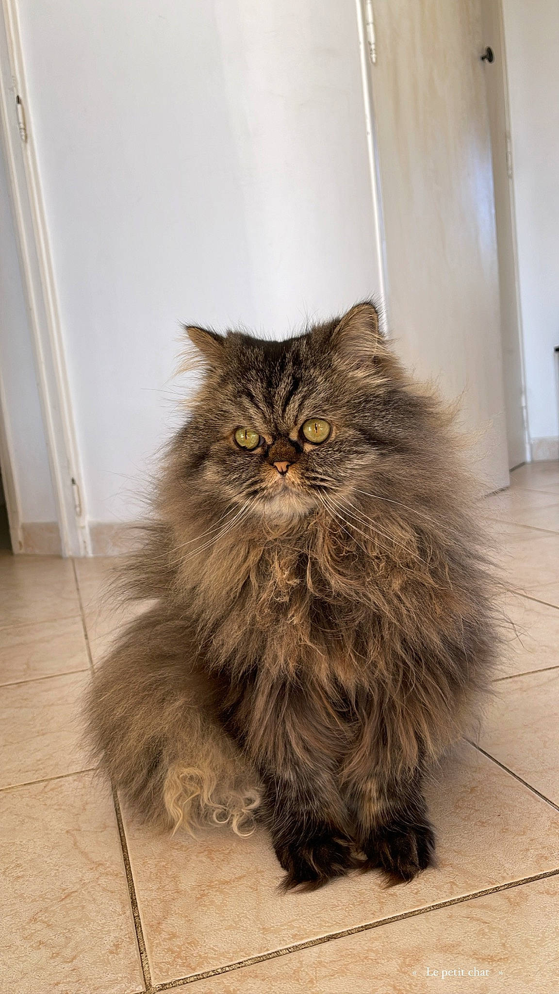 Ginger participe au concours pour gagner de l'argent avec cette photo : british_longhair, carnivore, cat, door, felidae, floor, flooring, fur, grey, hardwood, plant, road_surface, sitting, small_to_medium_sized_cats, snout, tail, terrestrial_animal, whiskers, wood, wood_flooring
