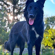 Luna participe au concours pour gagner de l'argent avec cette photo : animal, bodypart, canine, collie, dog, germanshepherd, grass, husky, mouth, nature, outdoors, park, person, pet, plant, puppy, silhouette, tongue, tree, vegetation