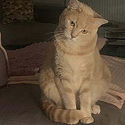 Sacha participe au concours pour gagner de l'argent avec cette photo : abyssinian, angora, animal, architecture, armchair, building, cat, chair, couch, cushion, furniture, homedecor, indoors, kitten, livingroom, manx, pet, plywood, room, siamese