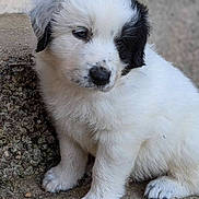 Olympe a rejoint le concours — aidez-le/la à gagner de superbes lots ! animal, canine, cockerspaniel, collie, dog, eskimodog, goldenretriever, hound, newfoundland, papillon, path, person, pet, poodle, puppy, sleeping, snout, terrier, walkway, whitedog