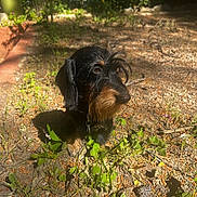 Tytan a rejoint le concours — aidez-le/la à gagner de superbes lots ! alert, animal, black, brown, collar, cute, daylight, dog, earth, fur, garden, greenery, nature, outdoor, pet, plants, scruffy, small_dog, sunlight, tuft_of_hair