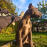 Tyson participe au concours pour gagner de l'argent avec cette photo : dog, outdoor, grass, sunlight, tree, blue_sky, hammock, person, relaxing, pet, animal, summer, nature, garden, canine, daylight, greenery, resting, paw, muzzle