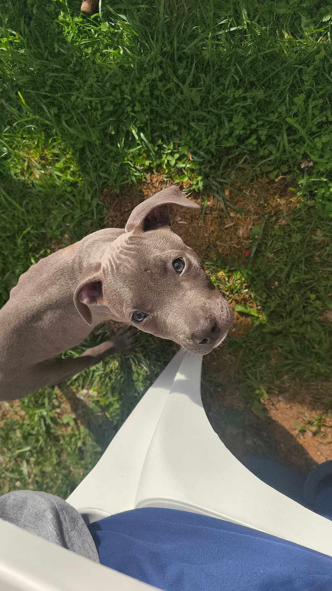Tyson a rejoint le concours — aidez-le/la à gagner de superbes lots ! puppy, dog, grass, outdoor, pet, animal, curious, gray, young, cute, looking_up, ears, face, snout, whiskers, shadow, person, clothing, chair, sunlight