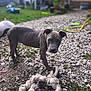 Tyson participe au concours pour gagner de l'argent avec cette photo : puppy, dog, toy, rope, gravel, yard, outdoor, grass, pet, animal, playful, chewed, curious, young, domestic, fence, garden, blurred_background, daylight, canine