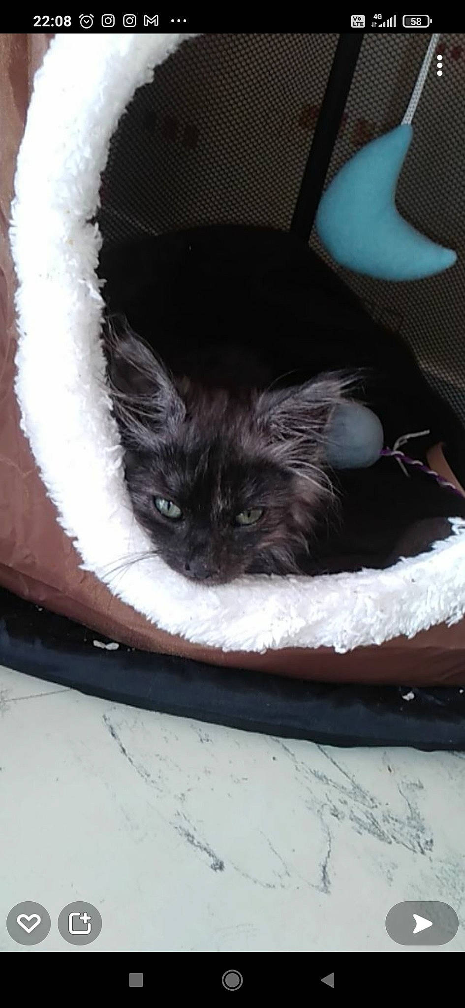 Nounoutte a rejoint le concours — aidez-le/la à gagner de superbes lots ! automotive_tire, black_cat, carnivore, cat, cat_bed, cat_supply, chair, comfort, fawn, felidae, grey, small_to_medium_sized_cats, snout, snow, tail, vertebrate, whiskers, window, winter, wood