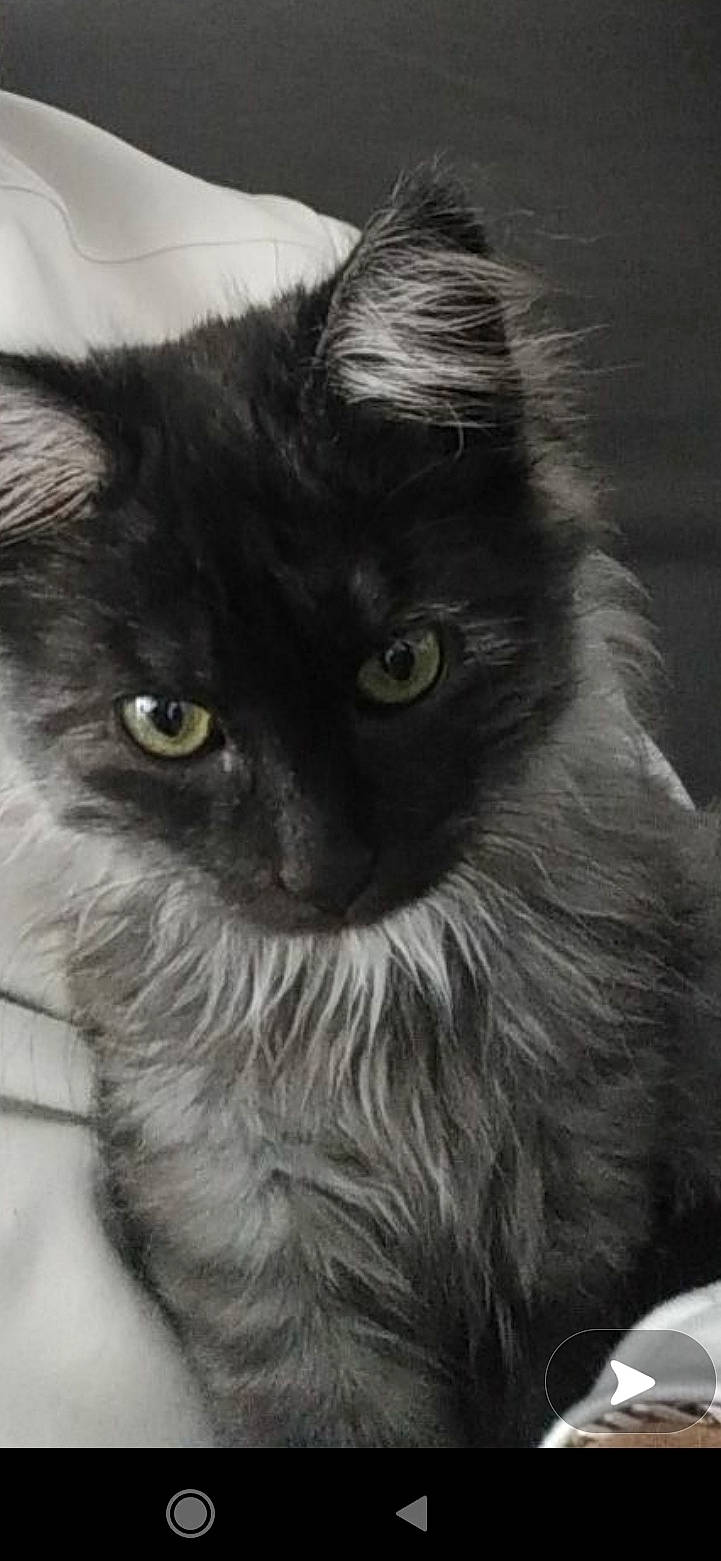 Nounoutte participe au concours pour gagner de l'argent avec cette photo : birman, black_cat, british_longhair, carnivore, cat, close_up, curious, felidae, fur, grey, maine_coon, monochrome, monochrome_photography, ragdoll, small_to_medium_sized_cats, snout, terrestrial_animal, whiskers, window, working_animal