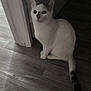 cat, white_cat, black_tail, indoor, wooden_floor, doorway, pet, animal, feline, curious, sitting, looking_up, flooring, domestic_cat, quiet, home, cute, whiskers, ears, tail