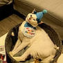 Jasmin a rejoint le concours — aidez-le/la à gagner de superbes lots ! cat, birthday_hat, birthday_bib, white_cat, cat_basket, indoor, furniture, table, couch, pet, celebration, festive, animal, relaxed, cozy, household, funny, portrait, cute, domestic_animal