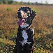 Pixel a rejoint le concours — aidez-le/la à gagner de superbes lots ! animal, black_dog, blue_sky, canine, clouds, collar, daytime, dog, field, grass, happy, nature, outdoor, pet, portrait, sitting, summer, sunlight, tongue_out, white_markings