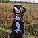 Pixel