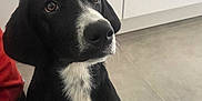 Pixel participe au concours pour gagner de l'argent avec cette photo : animal, black_and_white, brown_eyes, canine, companion, cute, dog, domestic_animal, ears, floor, fur, house, indoor, looking_up, paws, pet, sitting, tile_floor, waiting, white_chest_marking