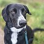 animal, black_and_white, brown_eyes, canine, close_up, cute, dog, ears, friendly, fur, grass, leash, nature, outdoor, pet, portrait, snout, trail, waiting, walking