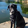 Pixel participe au concours pour gagner de l'argent avec cette photo : animal, black_dog, calm, clouds, concrete, daytime, dog, greenery, lake, leash, nature, outdoor, pet, portrait, reflection, sitting, sky, sunlight, trees, water