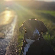 Pixel a rejoint le concours — aidez-le/la à gagner de superbes lots ! animal, backlit, black_dog, clouds, dog, evening, field, grass, leash, lens_flare, nature, outdoor, path, pets, quiet, sky, sunlight, sunset, walking, white_markings