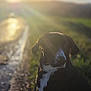 animal, backlit, black_dog, clouds, dog, evening, field, grass, leash, lens_flare, nature, outdoor, path, pets, quiet, sky, sunlight, sunset, walking, white_markings