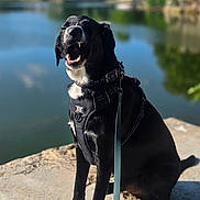 Pixel a rejoint le concours — aidez-le/la à gagner de superbes lots ! animal, black_dog, clouds, concrete, daytime, dog, happy, harness, lake, leash, nature, outdoor, panting, pet, sitting, sky, smiling, sunlight, trees, water