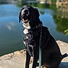 animal, black_dog, clouds, concrete, daytime, dog, happy, harness, lake, leash, nature, outdoor, panting, pet, sitting, sky, smiling, sunlight, trees, water