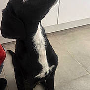 Pixel participe au concours pour gagner de l'argent avec cette photo : animal, attention, black_and_white, cabinet, canine, companion, curious, dog, domestic, ears, floor, fur, indoor, looking_up, nose, paw, pet, sitting, tile, whiskers