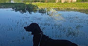Pixel participe au concours pour gagner de l'argent avec cette photo : animal, calm, concrete, daytime, dog, greenery, hill, lake, landscape, leash, nature, outdoor, peaceful, reflection, scenic, side_view, silhouette, sky, trees, water