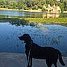 Pixel participe au concours pour gagner de l'argent avec cette photo : animal, calm, concrete, daytime, dog, greenery, hill, lake, landscape, leash, nature, outdoor, peaceful, reflection, scenic, side_view, silhouette, sky, trees, water