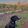 Pixel participe au concours pour gagner de l'argent avec cette photo : animal, black_dog, canine, collar, dog, field, grass, happy, harness, lake, landscape, nature, outdoor, path, pet, scenery, sky, sunset, tongue_out, trees