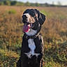 Pixel a rejoint le concours — aidez-le/la à gagner de superbes lots ! animal, black_dog, blue_sky, canine, clouds, collar, daylight, dog, field, grass, happy, mammal, nature, outdoor, pet, portrait, sitting, sunlight, tongue_out, white_spots