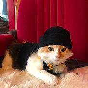 Barsik a rejoint le concours — aidez-le/la à gagner de superbes lots ! animal, black_clothing, cat, cozy, cute, cute_pet, domestic, feline, fluffy, fur, hat, indoor, mammal, pet, portrait, red_chair, resting, small, soft_texture, white_fur