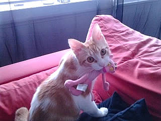 Babou a rejoint le concours — aidez-le/la à gagner de superbes lots ! carnivore, cat, comfort, domestic_short_haired_cat, fawn, felidae, fur, paw, small_to_medium_sized_cats, snout, tail, vertebrate, whiskers