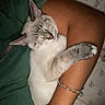 Titino joined the competition — help win amazing prizes! arm, bed, blanket, bracelet, cat, close_up, cozy, cuddle, domestic, fur, hug, indoor, nighttime, paw, person_arm, pet, relaxed, sheet, sleeping_cat, snug