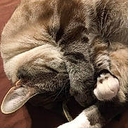 Titino joined the competition — help win amazing prizes! animal, cat, closeup, cozy, cute, domestic_cat, ear, feline, fur, indoor, mammal, paw, pet, relaxed, resting, sleeping, soft, tabby, whiskers, white_paws