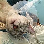 Titino is registered to the contest to win money with this photo: bed, blanket, cat, close_up, cone, cute, domestic, e_collar, feline, fluffy, indoor, medical, pet, pink_nose, portrait, recovery, relaxed, sleeping_cat, soft_toy, whiskers