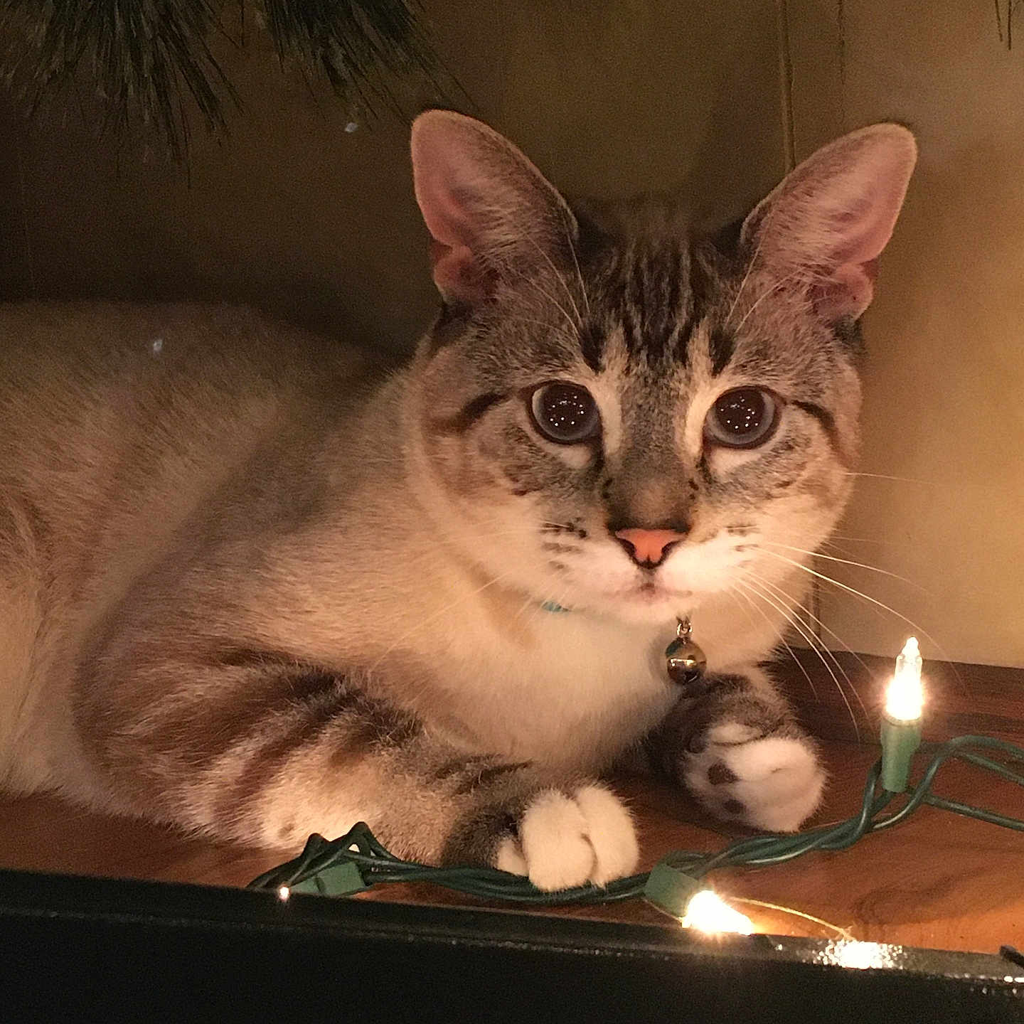 Titino is registered to the contest to win money with this photo: bell, blue_eyes, cat, christmas_lights, close_up, collar, cozy, curious, domestic_cat, feline, holiday_decoration, indoor, ornaments, paws, pet, portrait, siamese_mix, tabby, whiskers, wooden_table