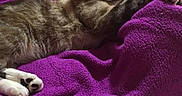 Titino is registered to the contest to win money with this photo: animal, bed, bedding, cat, comfort, cozy, cute, feline, fur, home, indoor, paw, pet, purple_blanket, relaxed, resting, sleeping, stretching, striped, tabby
