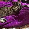 animal, bed, bedding, cat, comfort, cozy, cute, feline, fur, home, indoor, paw, pet, purple_blanket, relaxed, resting, sleeping, stretching, striped, tabby
