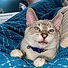 Titino is registered to the contest to win money with this photo: bed, bell, blanket, cat, close_up, collar, cozy, cute, domestic, ears, eyes, fur, indoor, kitten, paws, pet, portrait, sleepy, tongue, whiskers