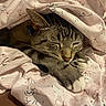 Titino joined the competition — help win amazing prizes! animal, blanket, cat, closeup, comfort, cozy, cute, domestic_animal, fur, indoor, patterned, paws, pet, pink, relaxed, resting, sleeping, soft, tabby, whiskers