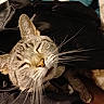 Titino is registered to the contest to win money with this photo: animal, blanket, cat, closeup, clothing, comfort, cozy, cute, domestic, feline, fur, indoor, pet, relaxed, resting, sleepy, soft, tabby, warm, whiskers