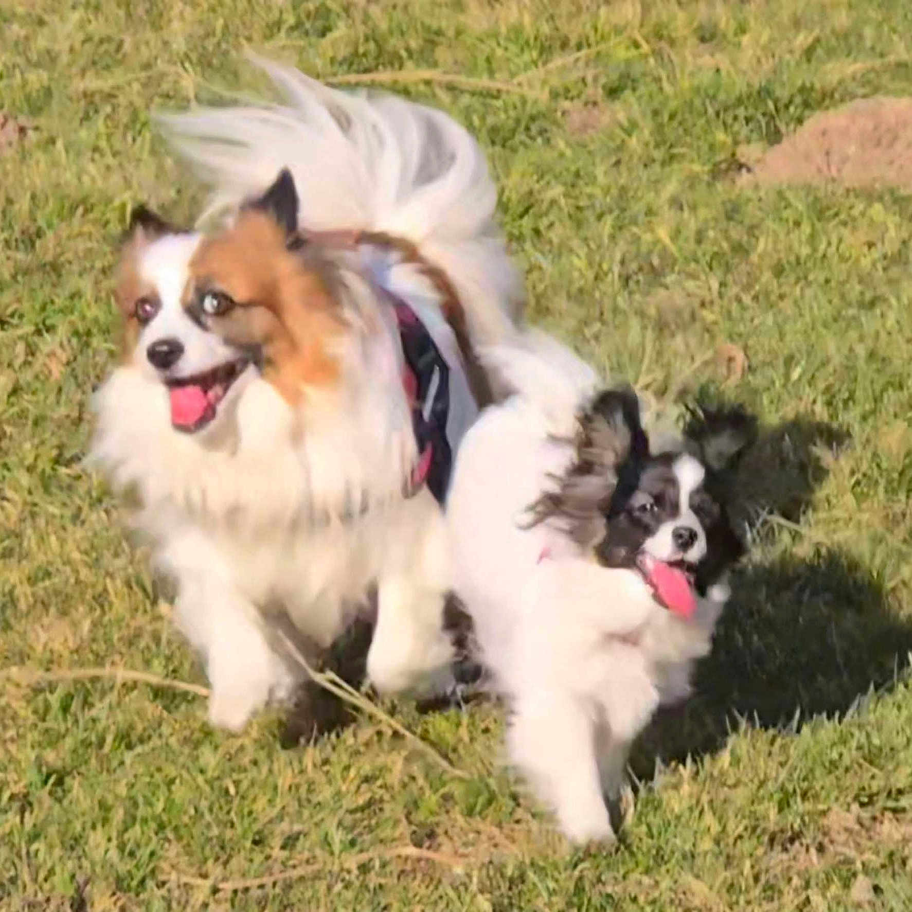 Osky Valie participe au concours pour gagner de l'argent avec cette photo : animal, canine, daytime, dog, ears, energetic, fast, fluffy, fun, grass, happy, motion, nature, outdoor, pet, playful, running, sunlight, tongue_out, two_dogs