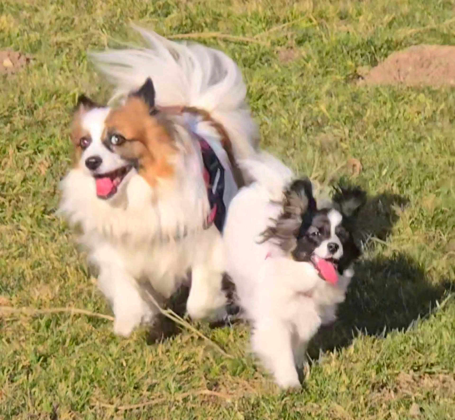Osky Valie participe au concours pour gagner de l'argent avec cette photo : dog, running, grass, outdoor, happy, playful, pet, animal, tongue_out, fluffy, ears, sunlight, nature, two_dogs, fast, motion, daytime, canine, fun, energetic