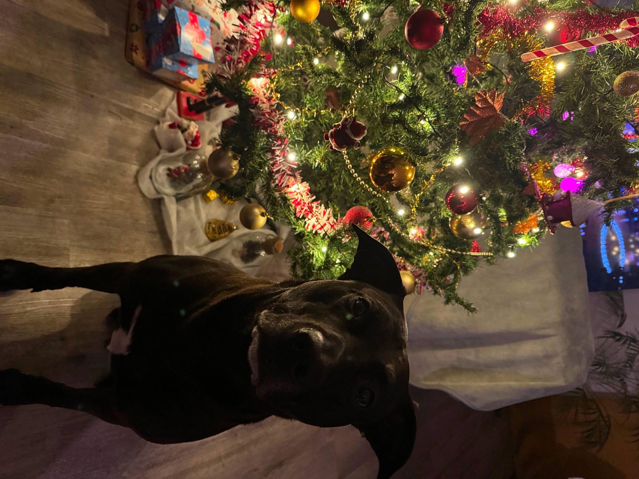 Nasco participe au concours pour gagner de l'argent avec cette photo : art, christmas_decoration, christmas_ornament, christmas_tree, conifer, event, evergreen, fun, holiday, holiday_ornament, light, ornament, plant, sculpture, statue, tints_and_shades, tradition, tree, wood, working_animal