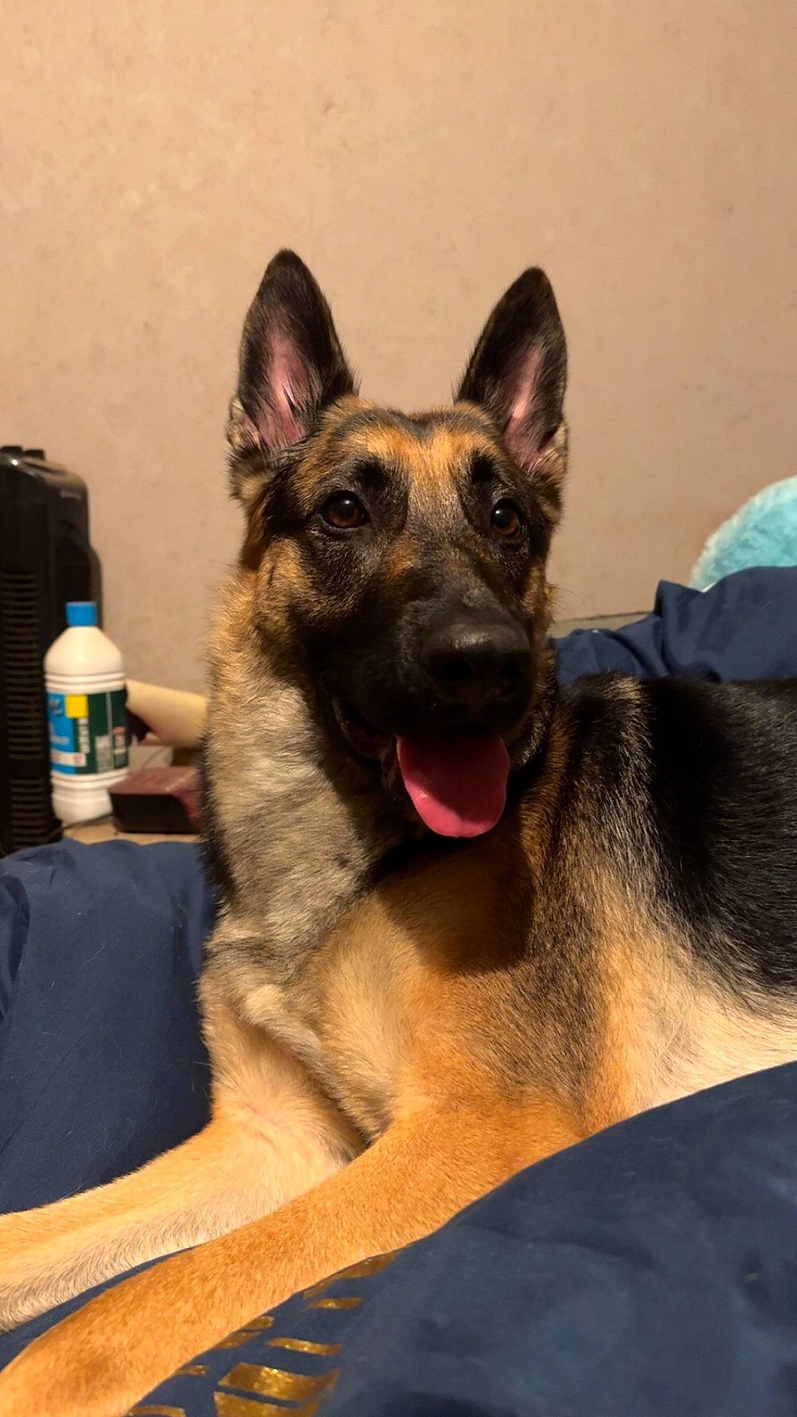 Lexa participe au concours pour gagner de l'argent avec cette photo : belgian_shepherd_malinois, canidae, carnivore, companion_dog, dog, dog_breed, east_european_shepherd, eye, fawn, fur, german_shepherd_dog, guard_dog, herding_dog, king_shepherd, old_german_shepherd_dog, snout, sporting_group, water_bottle, working_animal, working_dog