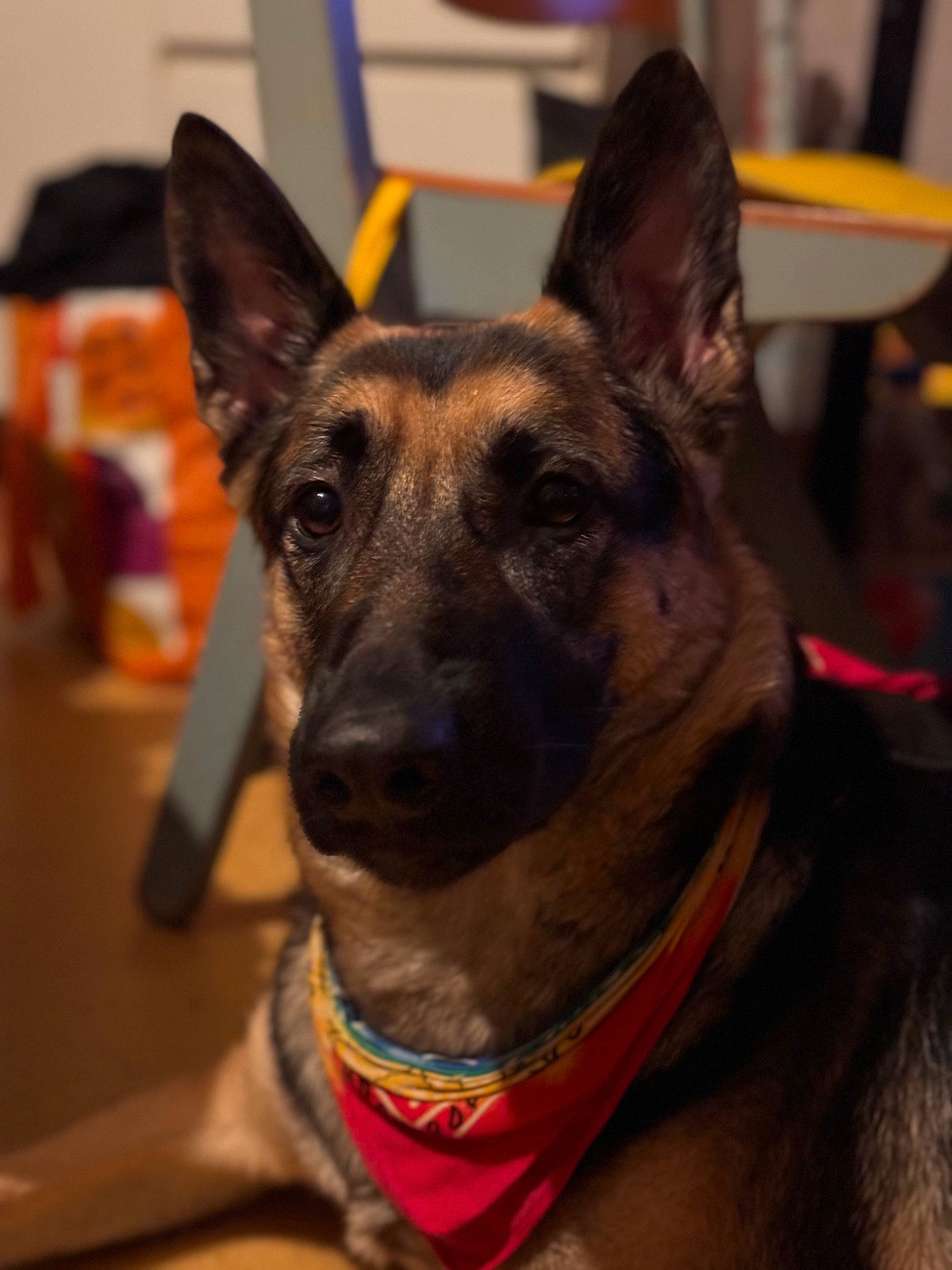 Lexa participe au concours pour gagner de l'argent avec cette photo : canidae, carnivore, collar, companion_dog, dog, dog_breed, dog_collar, fashion_accessory, fawn, fur, german_shepherd_dog, guard_dog, herding_dog, non_sporting_group, old_german_shepherd_dog, snout, sporting_group, whiskers, working_animal, working_dog