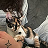 calico_kitten, cat, kitten, pet, person, hand, tattoo, gray_shirt, couch, pillow, indoor, resting, cute, animal, feline, fur, curious, closeup, domestic_animal, relaxing