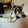 Princess joined the competition — help win amazing prizes! calico_kitten, kitten, cat, pet, animal, basket, cozy, indoor, feline, curious, paws, close_up, portrait, domestic_cat, young_cat, resting, face, whiskers, soft_light, home