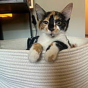 Princess joined the competition — help win amazing prizes! calico_kitten, cat, kitten, basket, paws, curious, indoor, woven_basket, pet, animal, feline, looking_at_camera, close_up, cozy, home_interior, shelf, photograph, blurred_background, soft_lighting, portrait